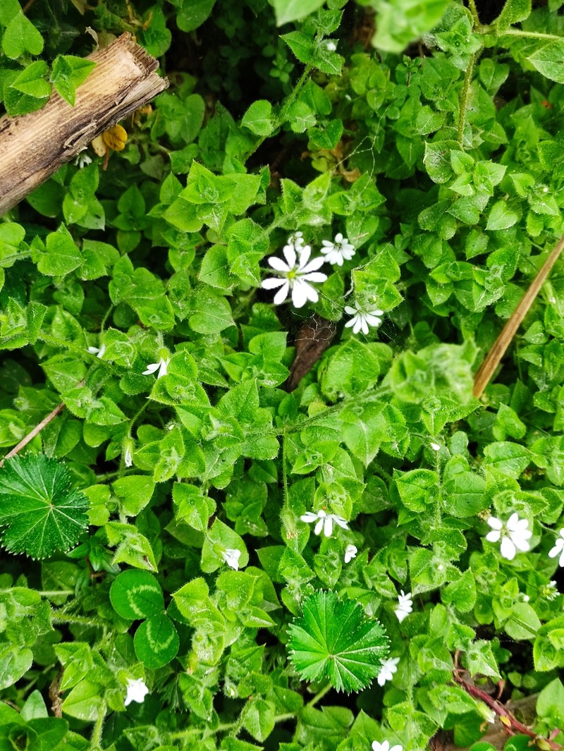 Stellaria recurvata var. recurvata photo 3