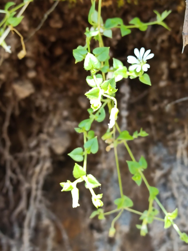 Stellaria recurvata var. recurvata photo 4