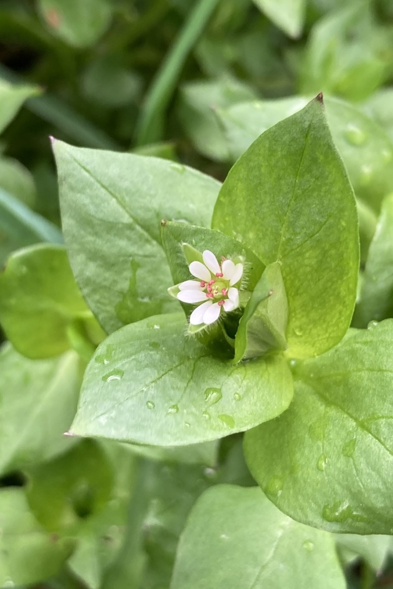 Stellaria ruderalis