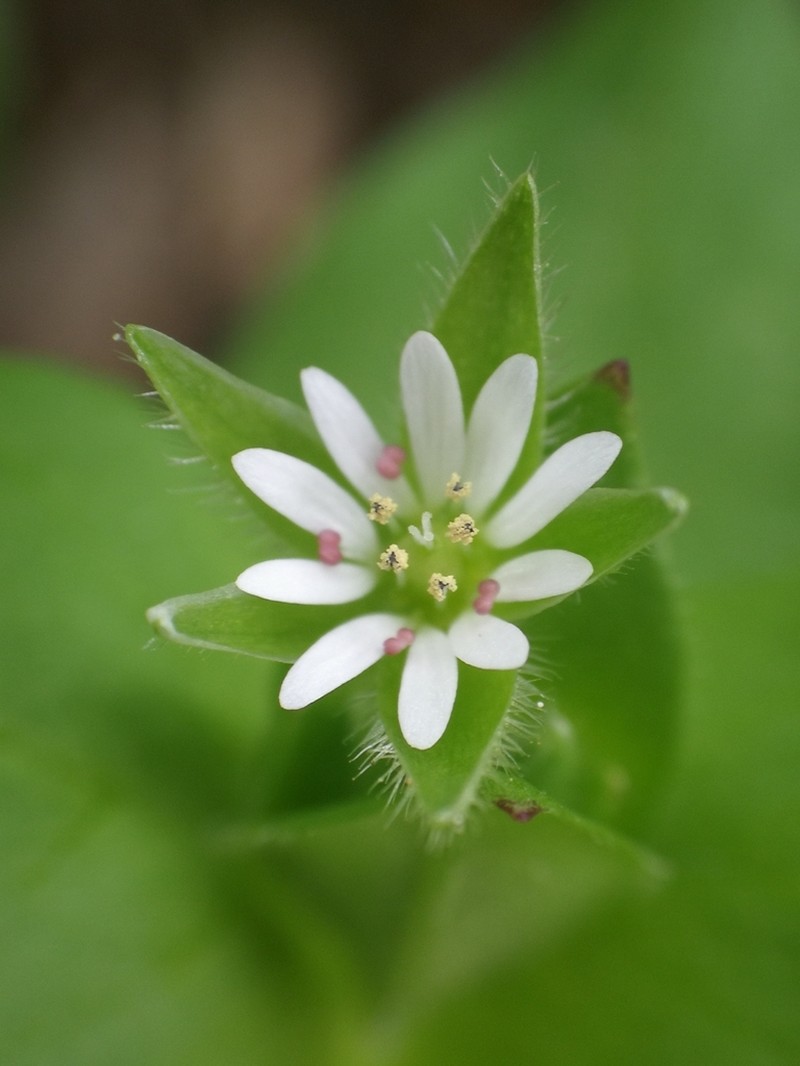 Stellaria ruderalis photo 2