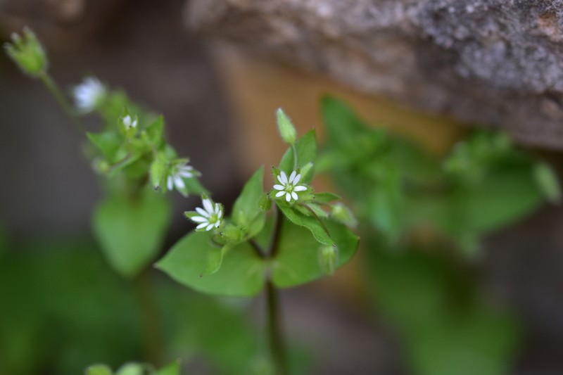 Stellaria ruderalis photo 4