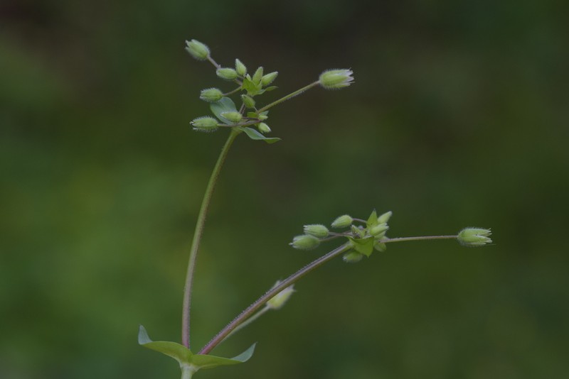 Stellaria ruderalis photo 7