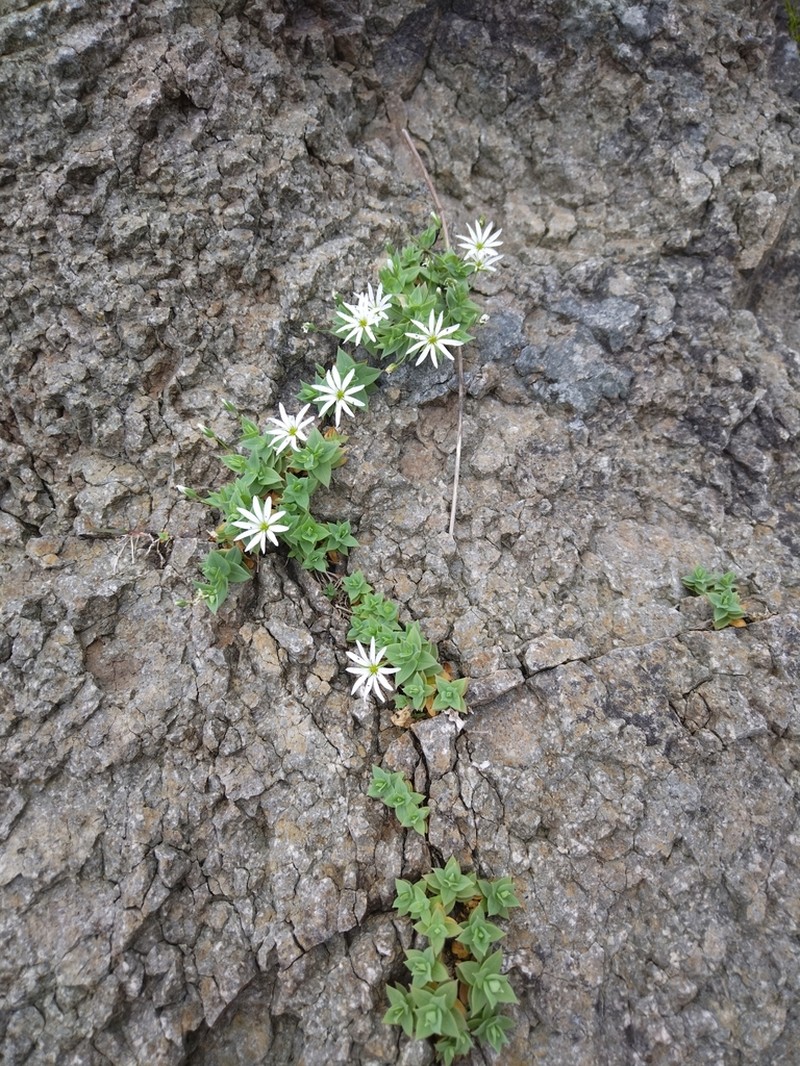Circumpolar Starwort