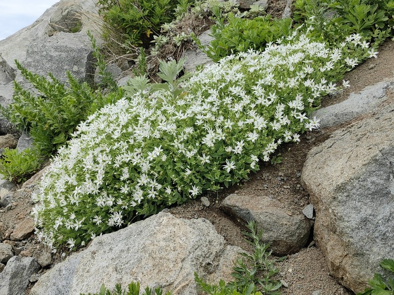Circumpolar Starwort photo 2