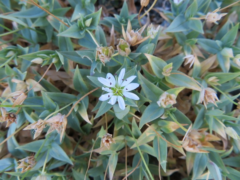 Circumpolar Starwort photo 3