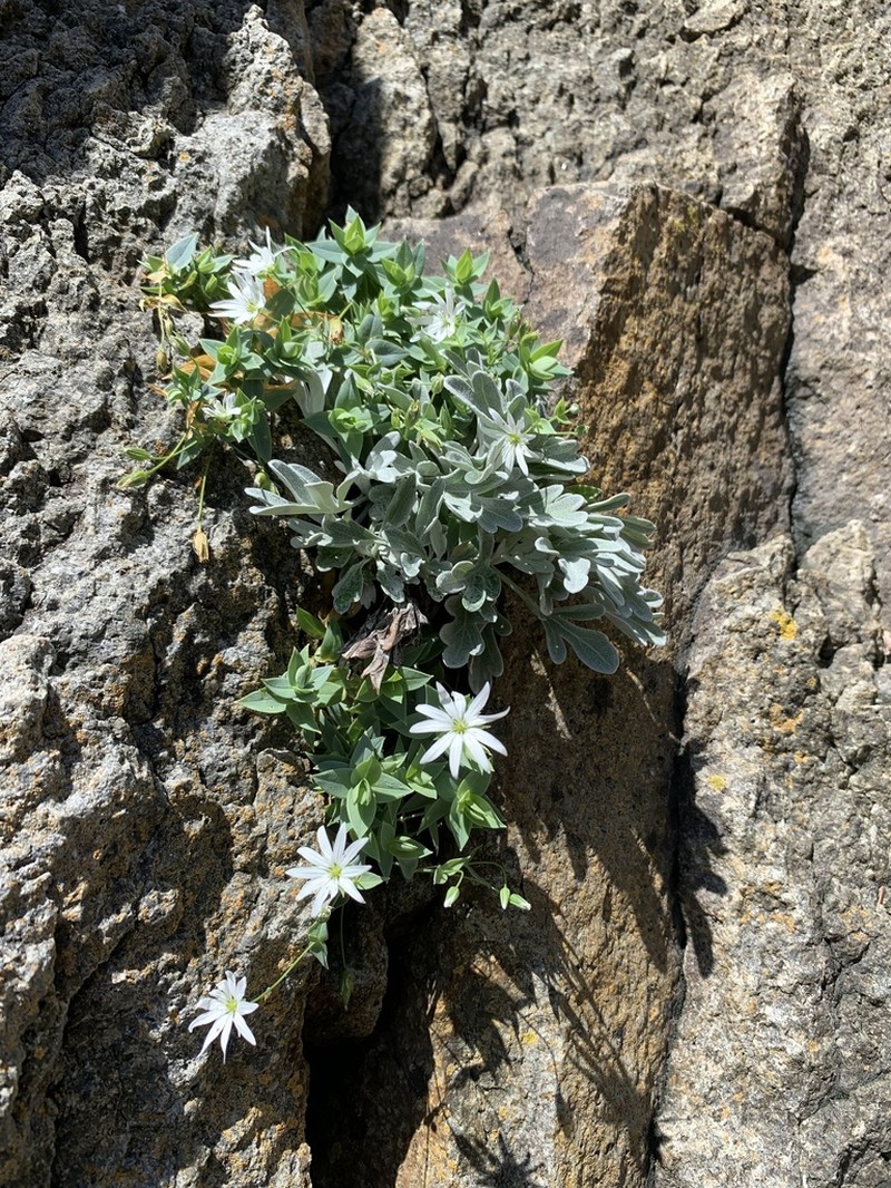 Circumpolar Starwort photo 4