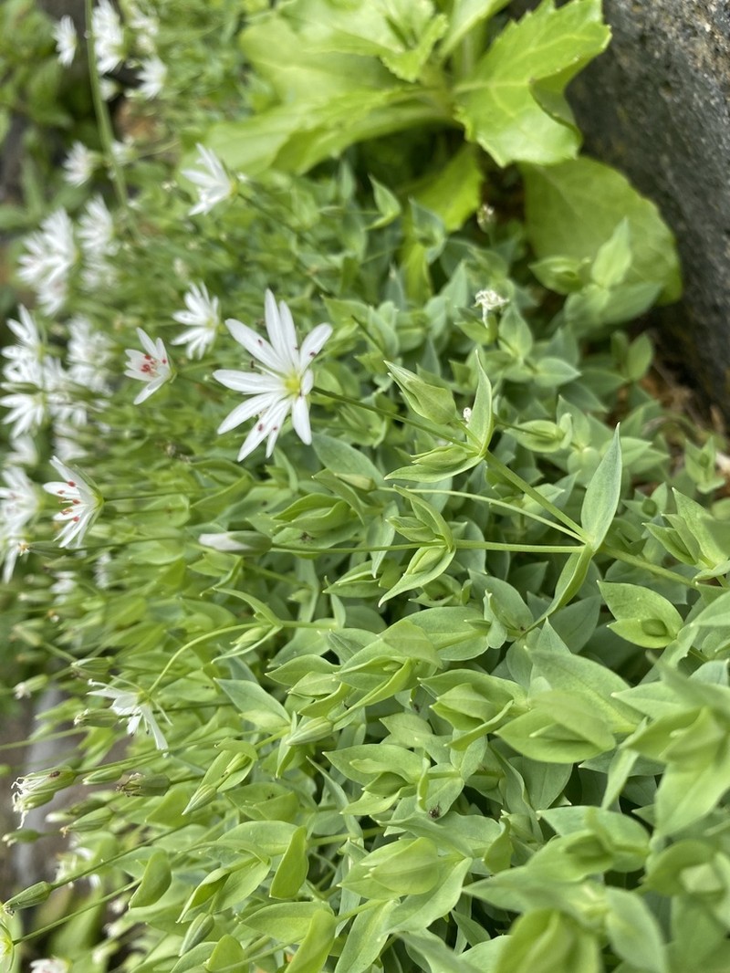 Circumpolar Starwort photo 5
