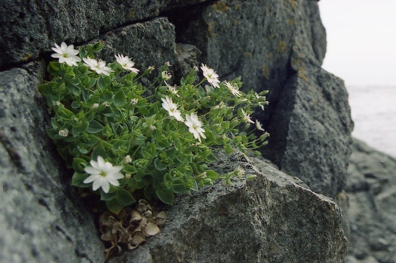 Circumpolar Starwort photo 6