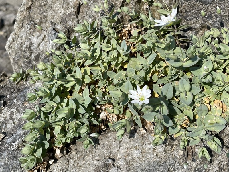 Circumpolar Starwort photo 7