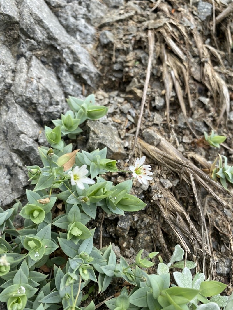 Circumpolar Starwort photo 8