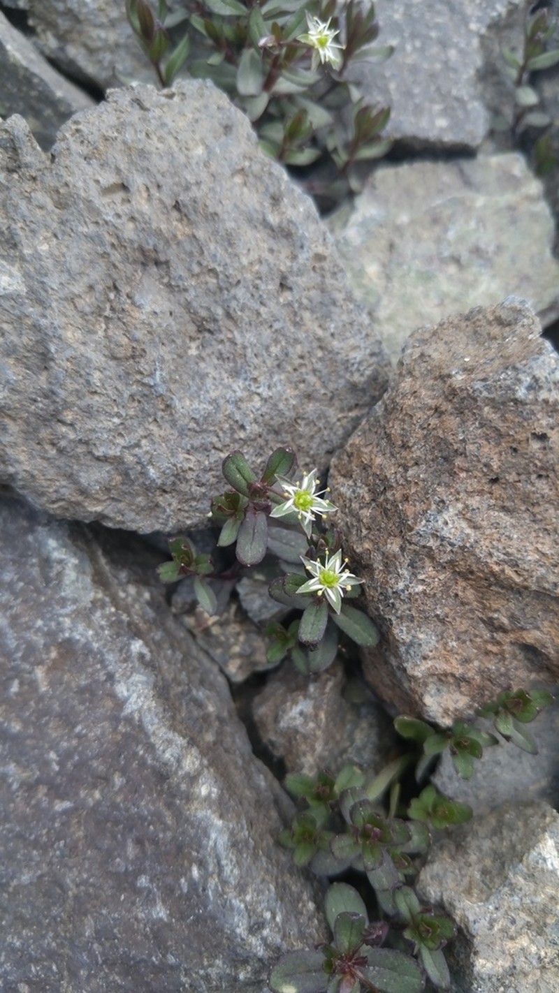 Stellaria sanjuanensis