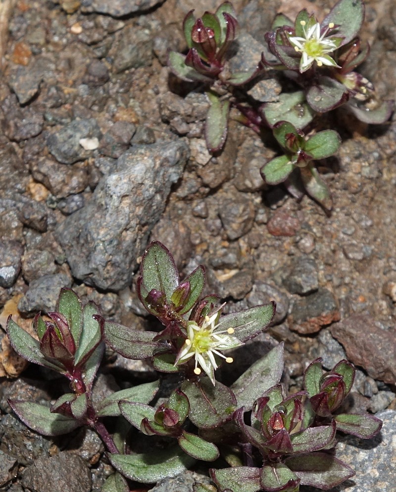 Stellaria sanjuanensis photo 3