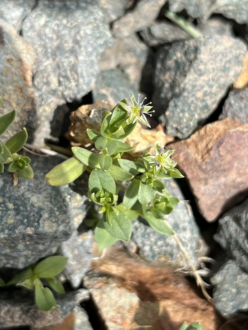 Stellaria sanjuanensis photo 4