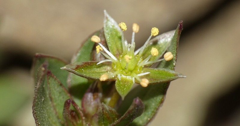 Stellaria sanjuanensis photo 5
