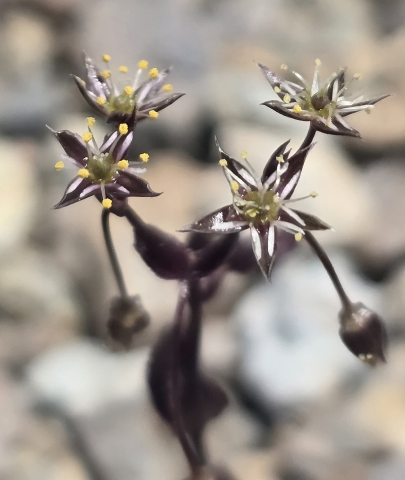 Stellaria sanjuanensis photo 6