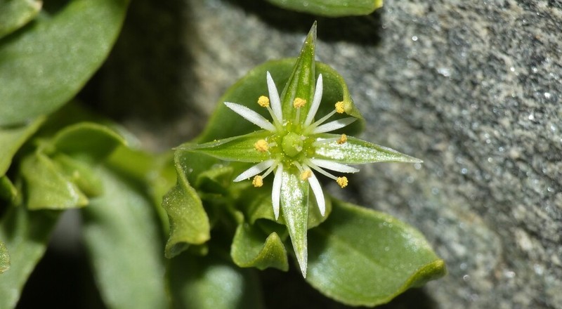 Stellaria sanjuanensis photo 7