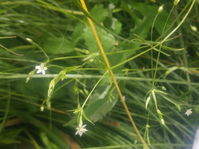 Stellaria sitchana
