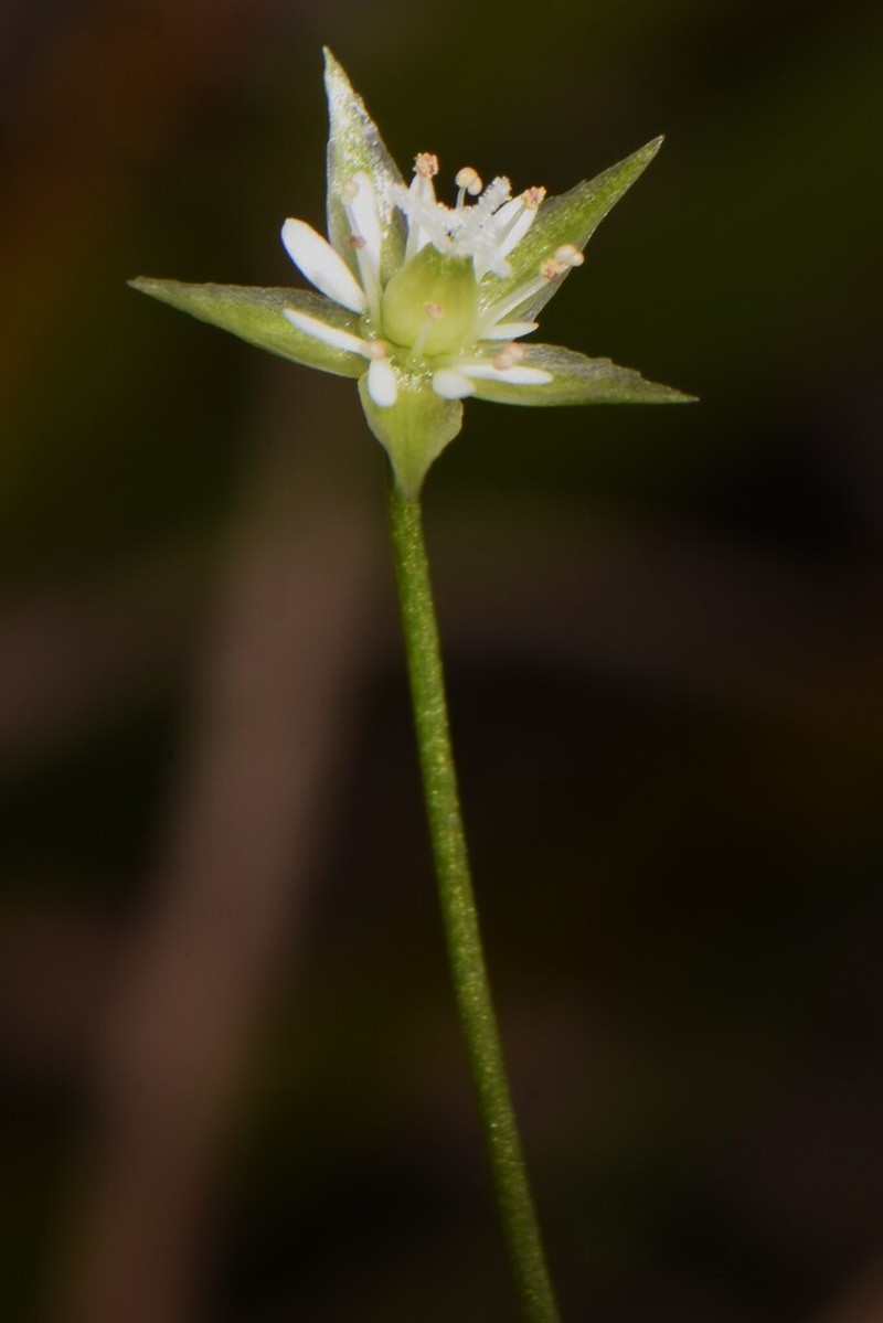 Stellaria sitchana photo 2