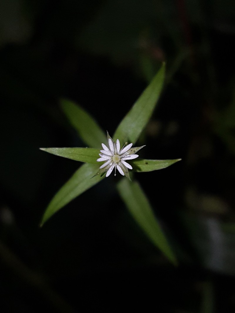 Stellaria sitchana photo 3
