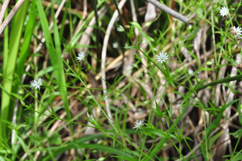 Stellaria sitchana photo 4