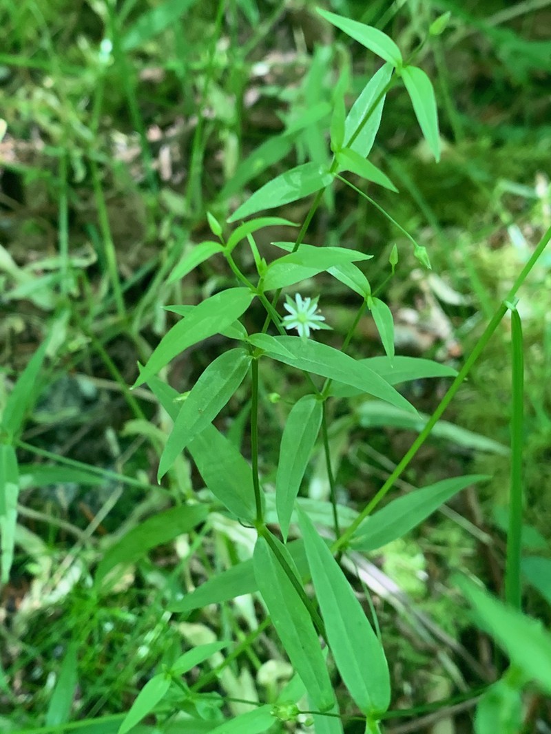 Stellaria sitchana photo 5