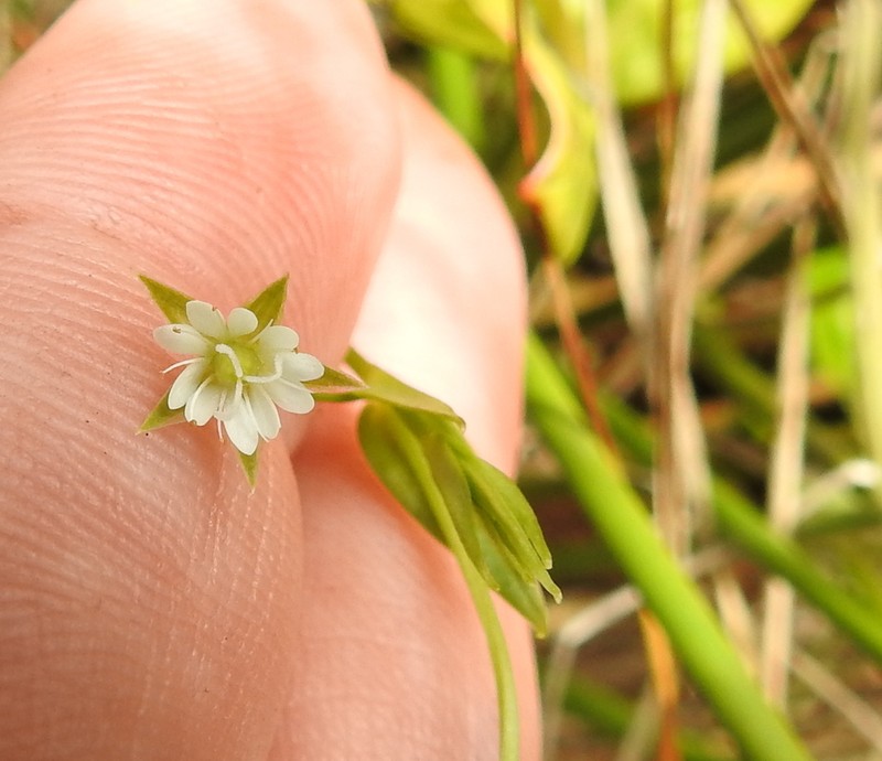 Stellaria sitchana photo 6