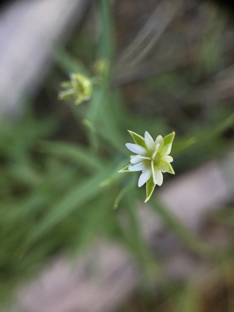 Stellaria sitchana photo 8