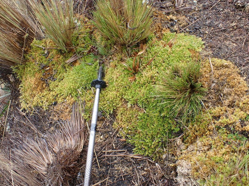 Stellaria spinulosa