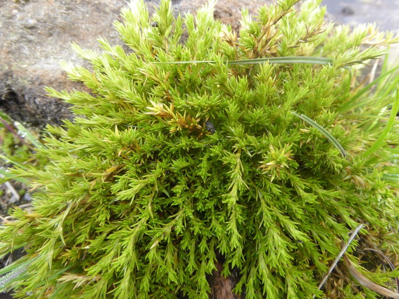 Stellaria spinulosa photo 2