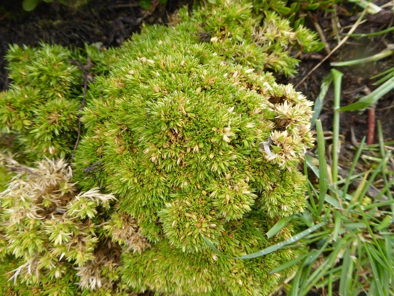 Stellaria spinulosa photo 3