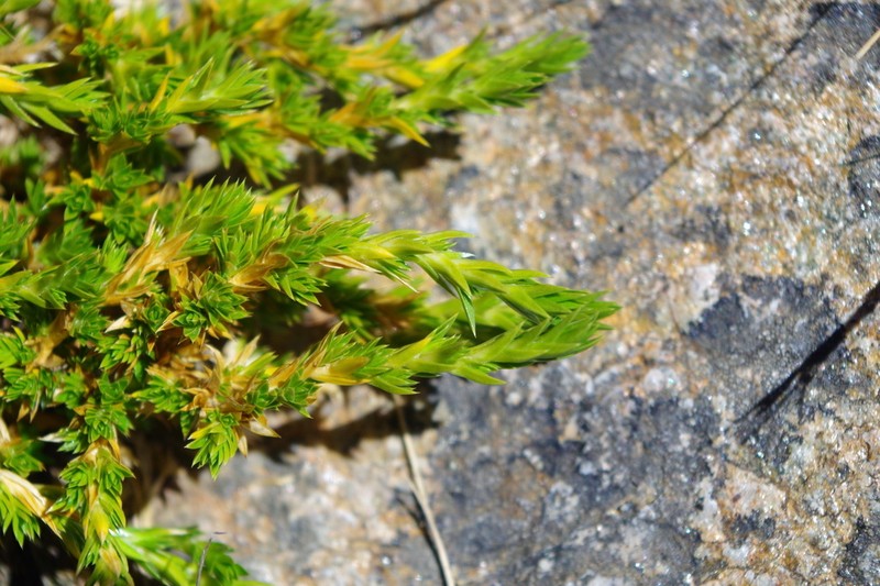 Stellaria spinulosa photo 4