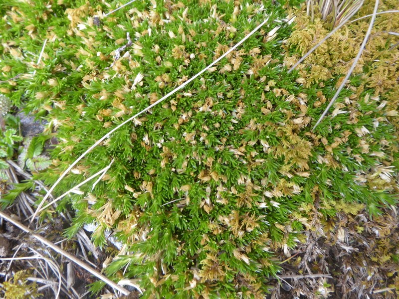 Stellaria spinulosa photo 5