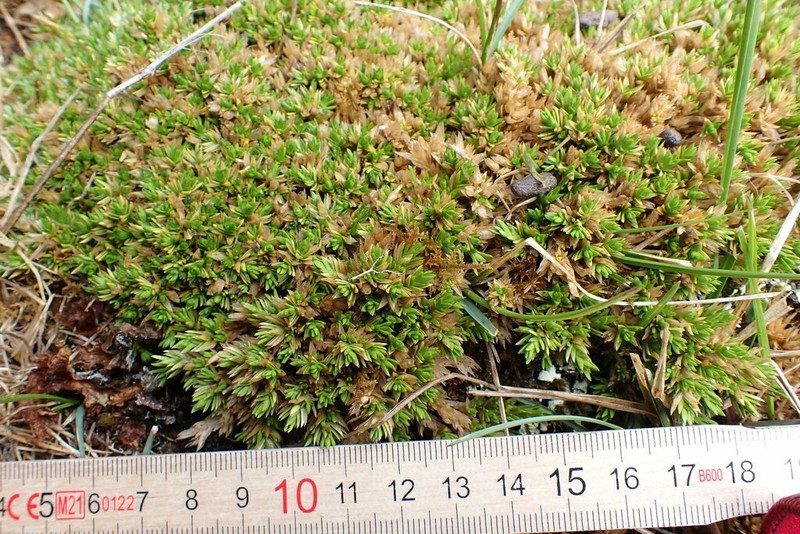 Stellaria spinulosa photo 6
