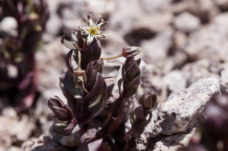 Umbrella Starwort