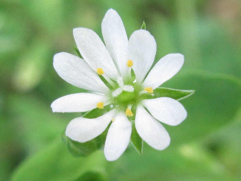 Stellaria undulata