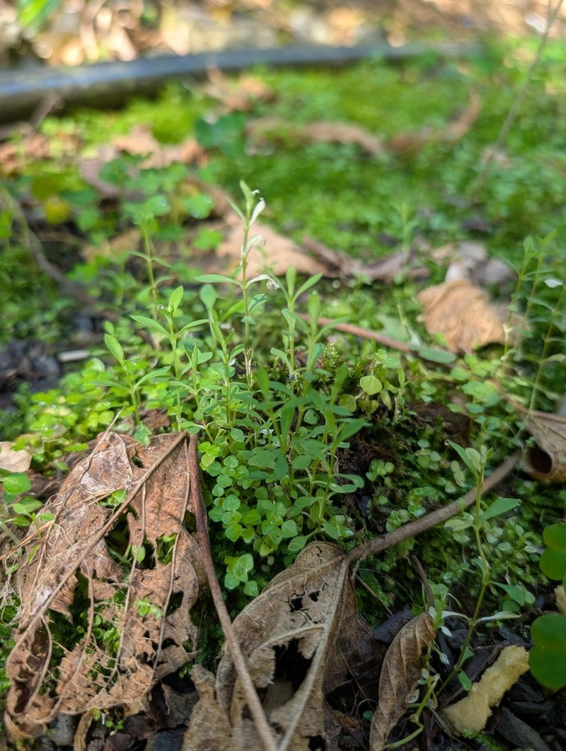 Stellaria undulata photo 2