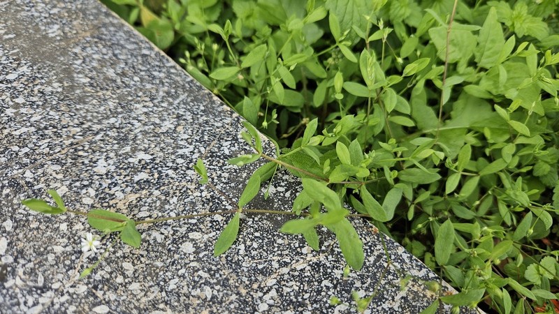 Stellaria undulata photo 3