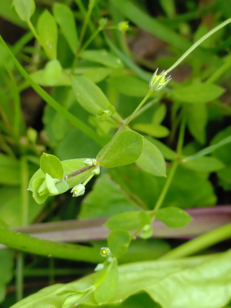 Stellaria undulata photo 4