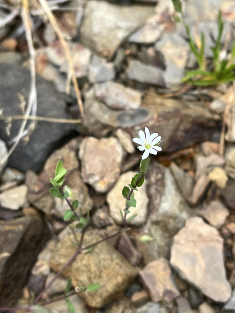 Stellaria undulata photo 5