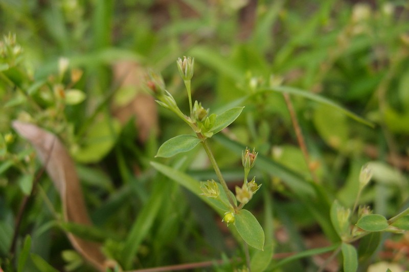Stellaria undulata photo 6