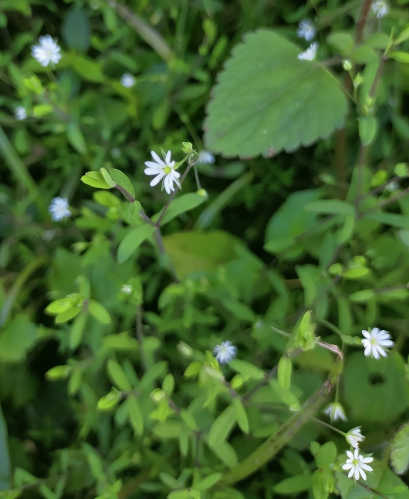 Stellaria undulata photo 7