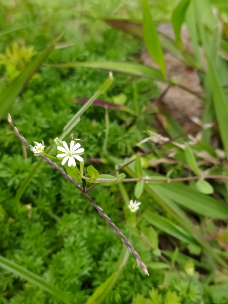 Stellaria undulata photo 8