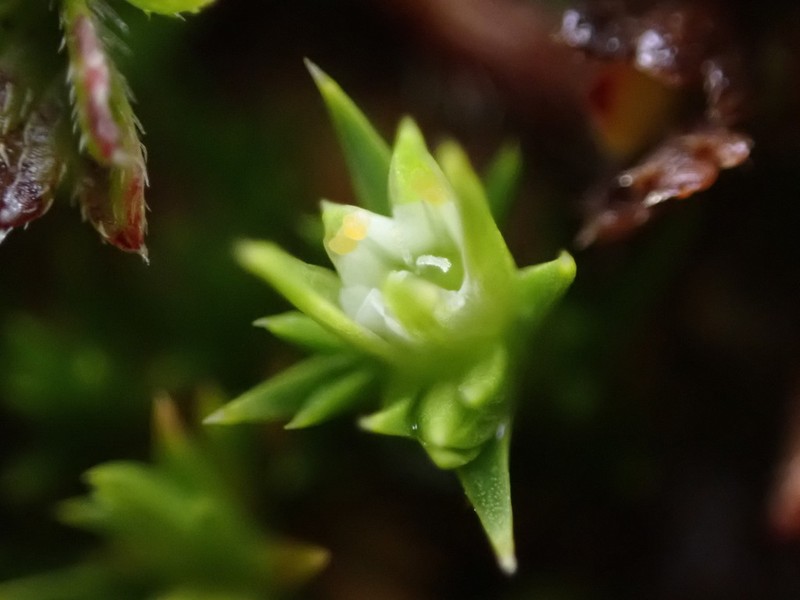 Stellaria utcubambensis