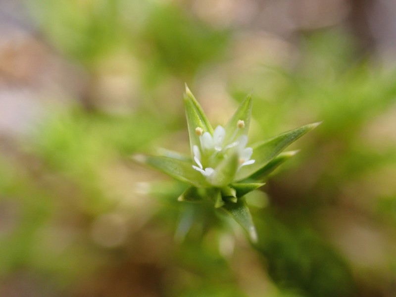 Stellaria utcubambensis photo 2