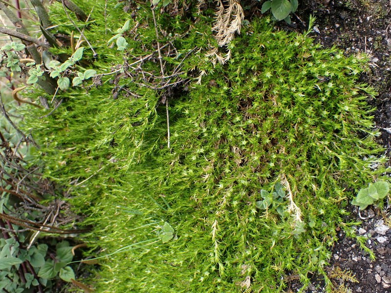 Stellaria utcubambensis photo 3