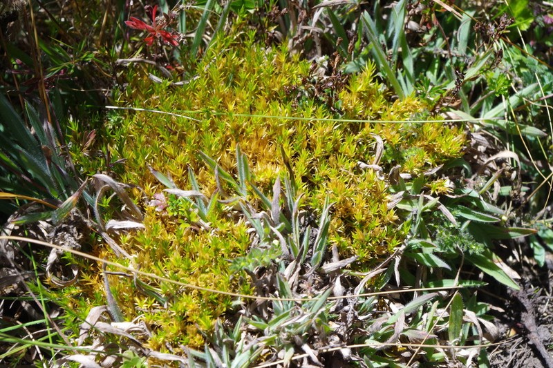 Stellaria utcubambensis photo 4