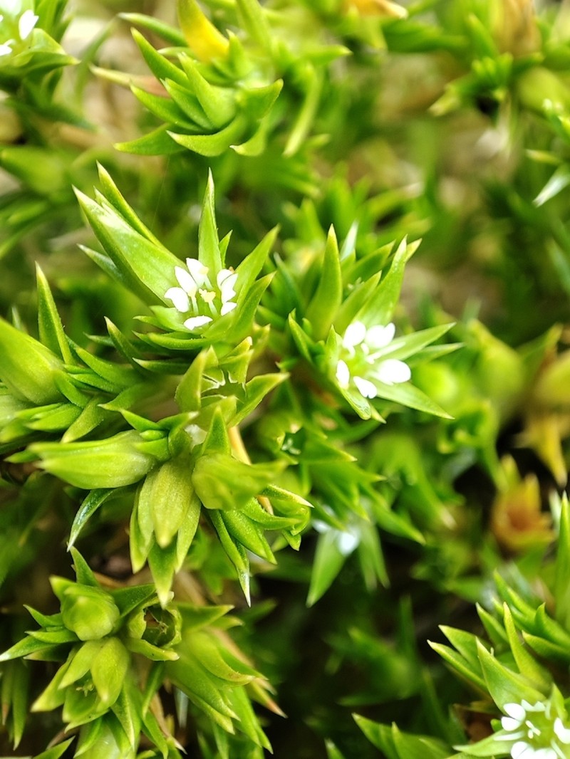 Stellaria utcubambensis photo 5