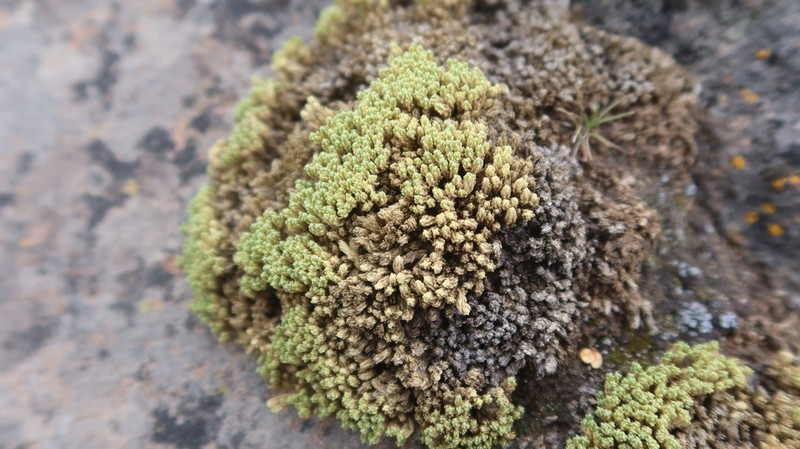 Stellaria weberbaueri