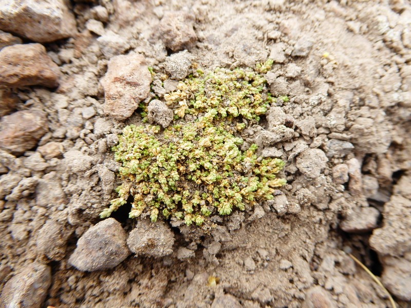 Stellaria weberbaueri photo 4