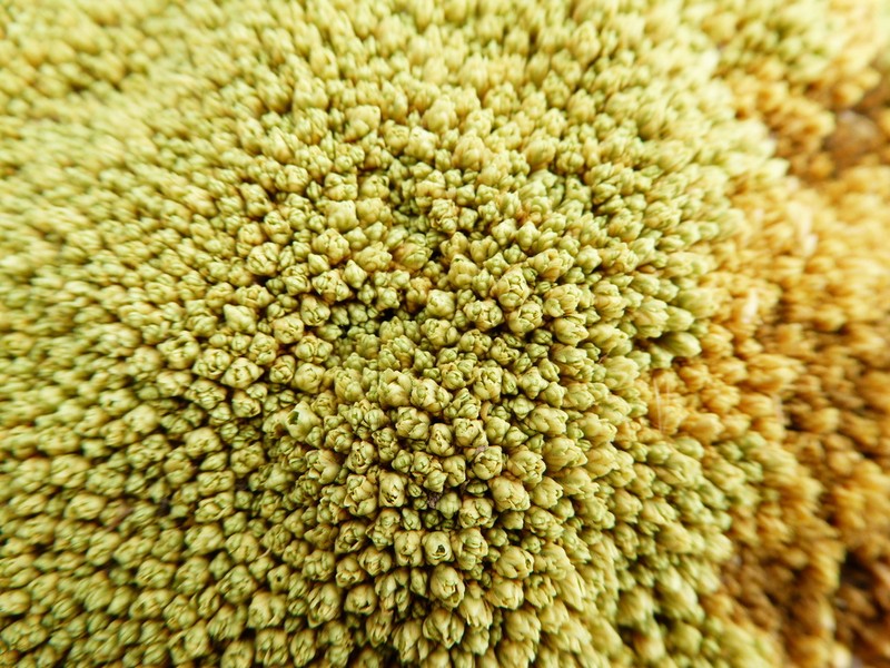 Stellaria weberbaueri photo 6